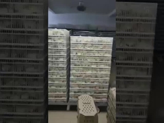 সবচেয়ে সাধারণ ইনকিউবেটরের প্রকার কোনটি?